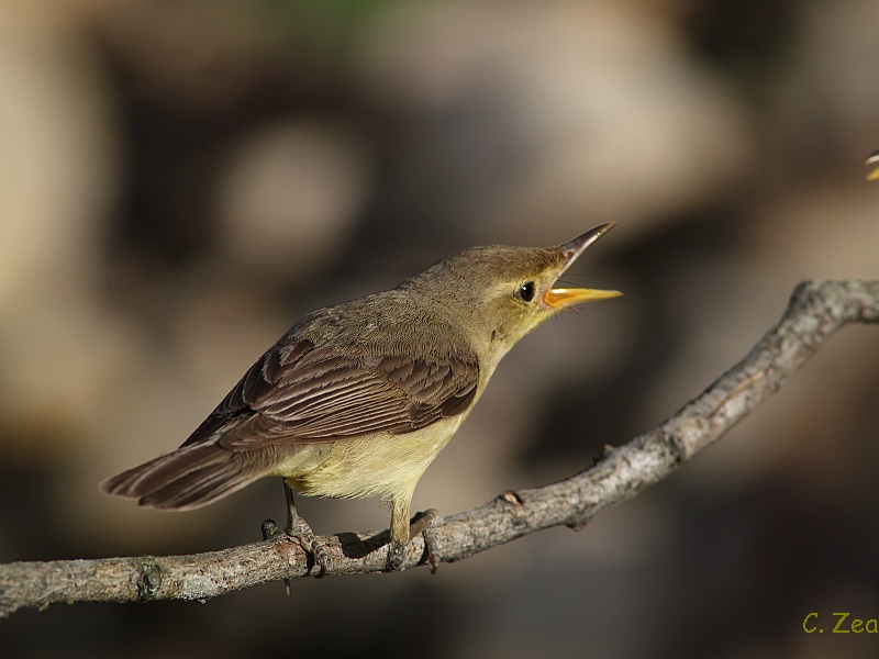 Contra el vicio de pedir…