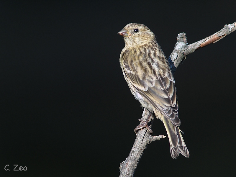 Verdecillo sobre negro